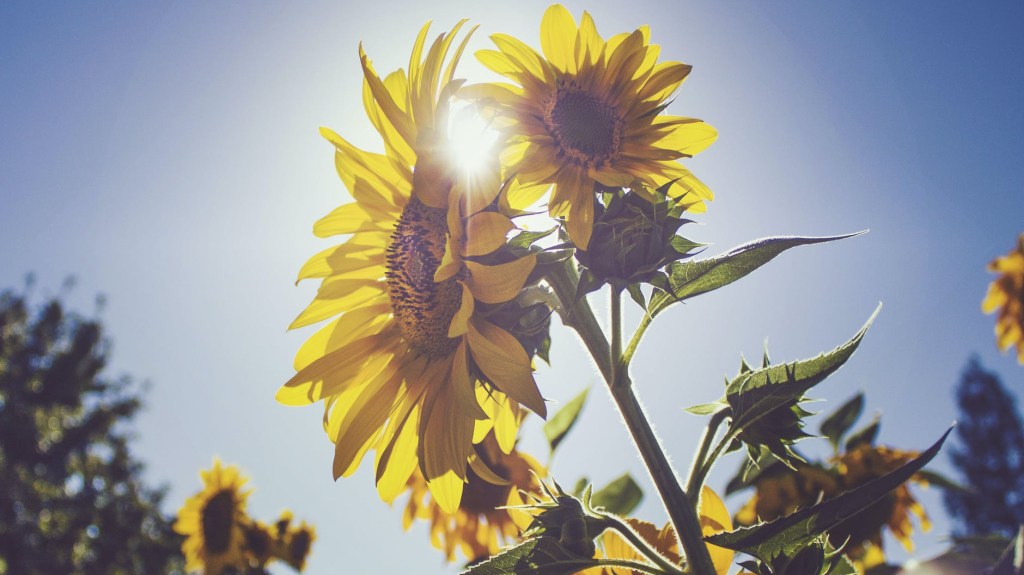 Made in Ukraine. Companies that Conquered the&nbsp;World.